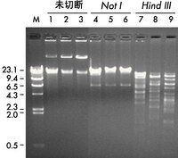 DNA from three different BAC clones from a human chromosome 22 human BAC DNA library (Research Genetics, Inc.) was purified with the Montage Plasmid Miniprep<sub>HTS</sub> 96 Kit and electrophoresed on a 0.8% agarose gel for 120 min at 100 V either uncut (lanes 1 – 3) or after digestion with Not I (lanes 4 – 6) or <i>Hin</i>d III (lanes 7 – 9). Lane M is a <i>Hin</i>d III digest of Lambda phage DNA. The BAC DNA purified with the Montage Plasmid Miniprep<sub>HTS</sub> 96 Kit is suitable for fingerprinting.